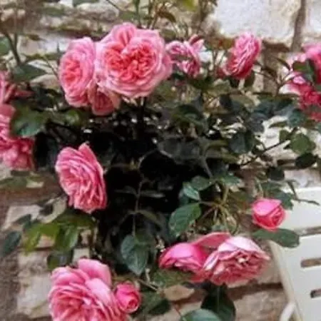 Senses Apartament Kassiopi